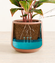 Load image into Gallery viewer, Calm Rose
