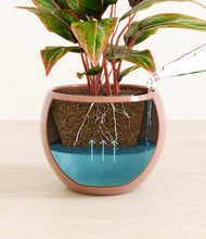 Load image into Gallery viewer, Calm Rose
