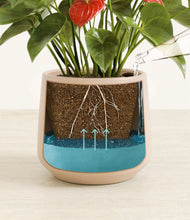 Load image into Gallery viewer, Gentle Pink
