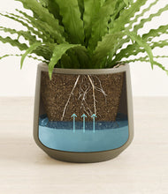 Load image into Gallery viewer, Olive
