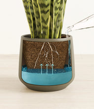 Load image into Gallery viewer, Olive
