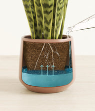 Load image into Gallery viewer, Calm Rose
