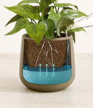 Load image into Gallery viewer, Olive
