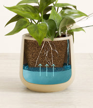 Load image into Gallery viewer, Almond Green
