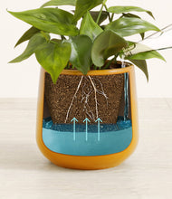 Load image into Gallery viewer, Mustard
