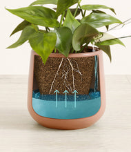 Load image into Gallery viewer, Calm Rose
