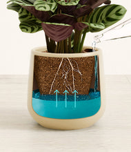 Load image into Gallery viewer, Almond Green
