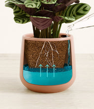 Load image into Gallery viewer, Calm Rose
