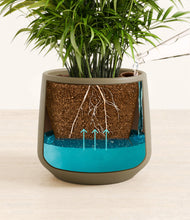 Load image into Gallery viewer, Olive
