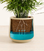 Load image into Gallery viewer, Almond Green
