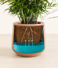 Load image into Gallery viewer, Calm Rose
