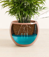 Load image into Gallery viewer, Calm Rose
