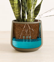 Load image into Gallery viewer, Olive
