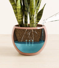 Load image into Gallery viewer, Calm Rose
