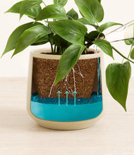 Load image into Gallery viewer, Almond Green
