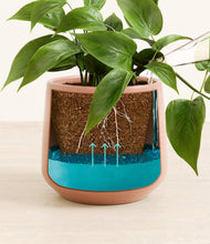 Load image into Gallery viewer, Calm Rose
