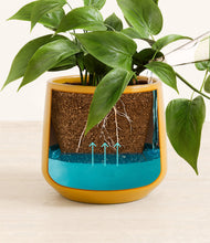 Load image into Gallery viewer, Mustard
