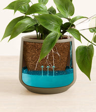 Load image into Gallery viewer, Olive
