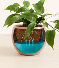 Load image into Gallery viewer, Calm Rose
