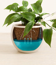 Load image into Gallery viewer, Shiny EggWhite
