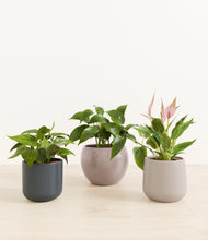 Load image into Gallery viewer, Driftwood*****Profile
