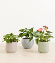 Load image into Gallery viewer, Patina*****Profile
