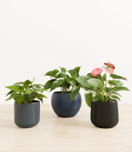 Load image into Gallery viewer, Eclipse*****Profile
