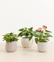 Load image into Gallery viewer, Frosted Dawn*****Profile
