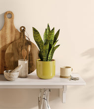 Load image into Gallery viewer, Key Lime Yellow
