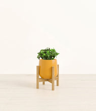Load image into Gallery viewer, Mustard stand:bamboo
