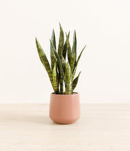 Load image into Gallery viewer, Calm Rose*****Profile
