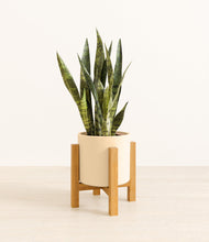 Load image into Gallery viewer, Cream stand:light
