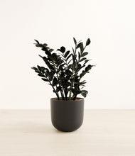 Load image into Gallery viewer, Stone Black*****Profile
