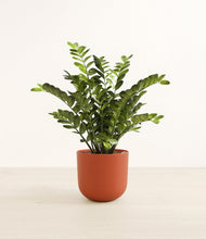 Load image into Gallery viewer, Earth Red*****Profile
