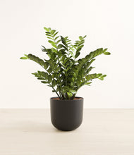 Load image into Gallery viewer, Stone Black*****Profile
