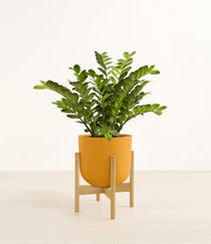 Load image into Gallery viewer, Sunset Orange stand:bamboo
