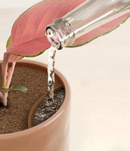 Load image into Gallery viewer, Hammered Peach Pink stand:all
