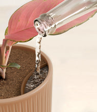 Load image into Gallery viewer, Striped Peach Pink stand:all
