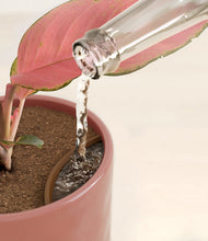 Load image into Gallery viewer, Hammered Rose Pink stand:all
