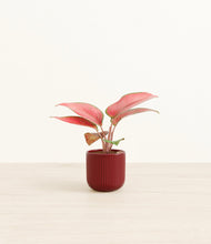 Load image into Gallery viewer, Striped Cherry Red*****Profile

