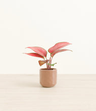 Load image into Gallery viewer, Hammered Peach Pink*****Profile
