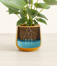 Load image into Gallery viewer, Mustard
