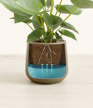 Load image into Gallery viewer, Olive
