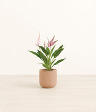 Load image into Gallery viewer, Striped Peach Pink*****Profile
