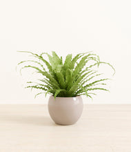 Load image into Gallery viewer, Desert Brown*****Profile
