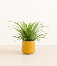 Load image into Gallery viewer, Mustard*****Profile
