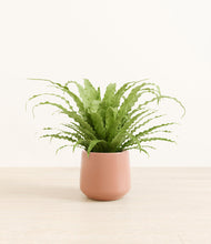 Load image into Gallery viewer, Calm Rose*****Profile
