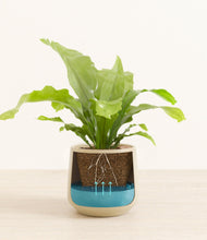 Load image into Gallery viewer, Almond Green
