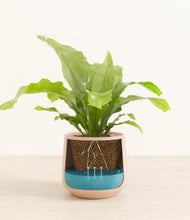 Load image into Gallery viewer, Gentle Pink
