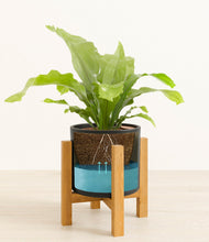 Load image into Gallery viewer, Black stand:light
